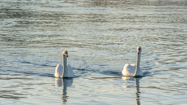 Pair Mute Swans Cygnus Olor Winter City River Pair Swans — Stock Photo, Image