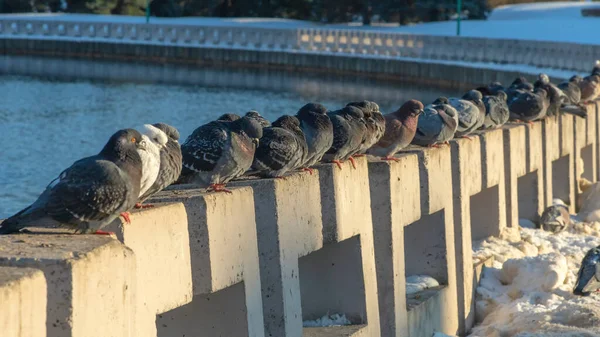 Güvercinler Şehrin Güneşli Bir Kış Gününde Nehir Kenarındaki Beton Bir — Stok fotoğraf