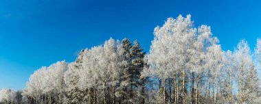 Mavi gökyüzüne karşı karla kaplı ağaç dalları. Ağaçlar kar ve mavi gökyüzüne karşı istifle kaplıdır. Doğa geçmişi. Ağaç dalları beyaz buzla kaplıdır..