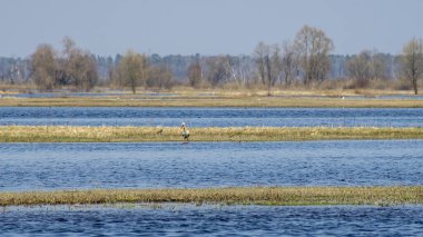 Sakin bir nehirde, ilkbaharda kuşlarla güneşli bir gün. Sakin ekoloji ortamının güzelliği. Doğa arkaplanı.