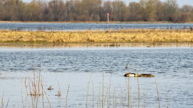 Sakin bir nehirde, ilkbaharda kuşlarla güneşli bir gün. Sakin ekoloji ortamının güzelliği. Doğa arkaplanı.