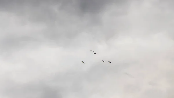 群れで空を飛ぶハトの黒と白の景色 灰色の空を飛ぶハトの群れ 選択的フォーカス 燃えるような動き テキスト用のスペース アレルギーの概念 — ストック写真