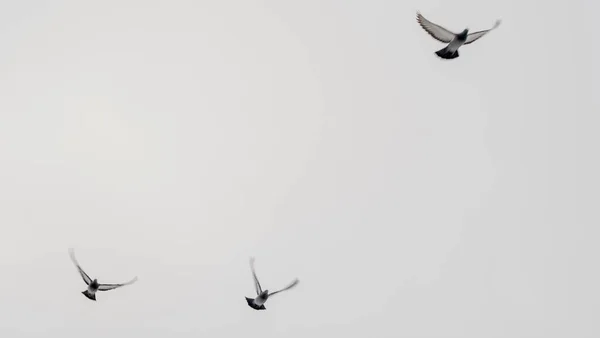 Pombos Voando Céu Grupos Bando Pombos Voar Céu Cinzento Foco — Fotografia de Stock