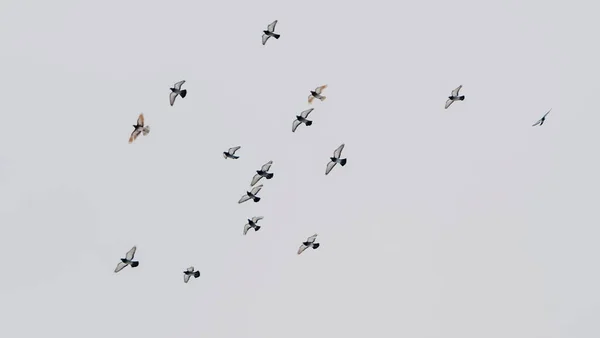 Tauben Fliegen Gruppen Himmel Taubenschwärme Fliegen Grauen Himmel Selektiver Fokus — Stockfoto
