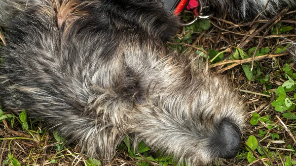 可爱的丰满的大狗躺在草地上的画像 一只熟睡的狼狗的嘴的特写 动物主题 — 图库照片