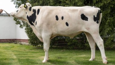 Gösteri rafındaki boğa yapımcısı. Tarım kataloğu için resimler. İneklerin döllenmesi için sperm üretimi. Tarım sektörü kavramı.