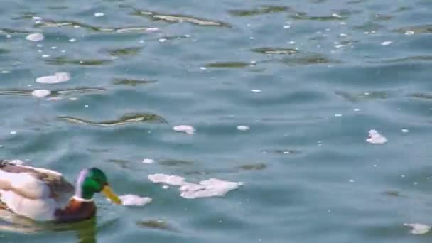 Πολλοί Δράκοι Πράσινο Κεφάλι Και Καφέ Θηλυκές Πάπιες Κολυμπούν Στο — Αρχείο Βίντεο