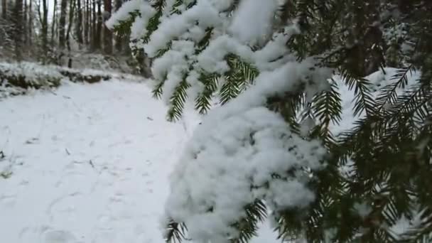 雪花飘落的慢镜头 雪地冷杉枝条的特写 美丽的冬季风景 冬季的针叶树 雪花飘落 — 图库视频影像
