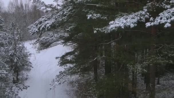 Droni Partono Nella Foresta Albero Conifere Innevato Alberi Inverno Rime — Video Stock