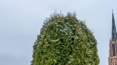 Bulutlu bir gökyüzüne ve bir kilisenin yüksek kulesine karşı yeşil bir arborvitae yakın çekim. Mesaj için yer var. Din kavramları.