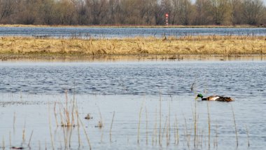 Sakin bir nehirde, ilkbaharda kuşlarla güneşli bir gün. Sakin ekoloji ortamının güzelliği. Doğa arkaplanı.
