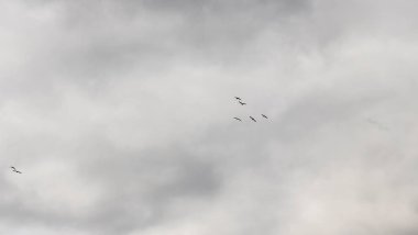 Güvercinler gruplar halinde gökyüzünde uçuyorlar. Gri gökyüzünde uçan güvercin sürüsü. Seçici odaklanma. Bulanık hareket. Mesaj için yer var. Kinayeli kavramlar.