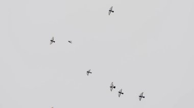 Güvercinler gruplar halinde gökyüzünde uçuyorlar. Gri gökyüzünde uçan güvercin sürüsü. Seçici odaklanma. Bulanık hareket. Mesaj için yer var. Kinayeli kavramlar.