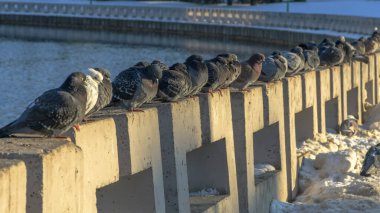Güvercinler şehrin güneşli bir kış gününde nehir kenarındaki beton bir çitin üzerinde bir sırada otururlar. Seçici odaklanma. Bir güvercin sürüsü birlikte güneşleniyor. Takım çalışması ve şehir kavramları.