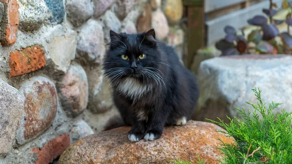 奢华的家养黑猫独自坐在风风雨雨的墙边 猫正坐在地上看着摄像机 被撤销的背景 复制空间 — 图库照片