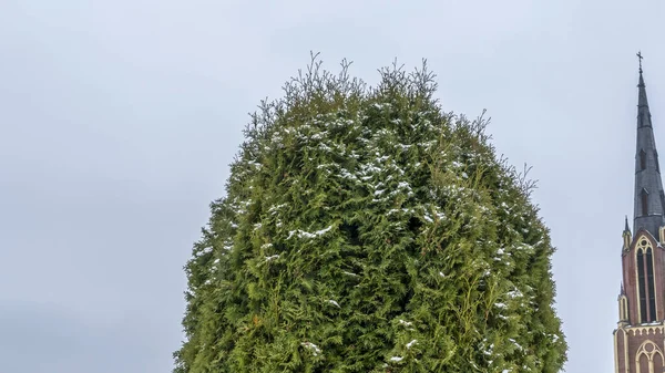 Bulutlu bir gökyüzüne ve bir kilisenin yüksek kulesine karşı yeşil bir arborvitae yakın çekim. Mesaj için yer var. Din kavramları.