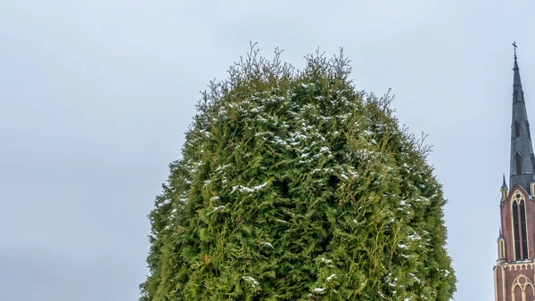 Närbild Grön Arborvitae Mot Molnig Himmel Och Den Höga Spiran — Stockfoto