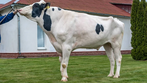 Tribal Bull on the farm. The white bull is a producer of the Holstein breed in the exhibition stand. Farm business concept.