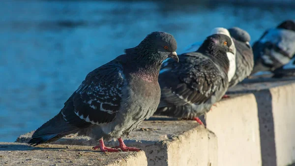 Pigeons Sit Row Concrete Fence River Embankment Sunny Winter Day — Stock Photo, Image