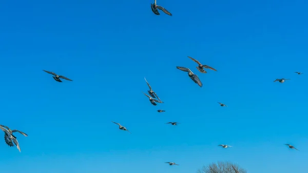 Pássaros Voando Céu Azul Cidade Muitos Pombos Voadores Fundo Céu — Fotografia de Stock