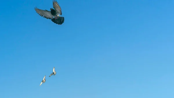 Pássaros Voando Céu Azul Cidade Muitos Pombos Voadores Fundo Céu — Fotografia de Stock