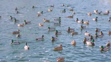 Yeşil başlı ve kahverengi ördekli bir sürü drake suda yüzer. Kış zamanı nehirde ya da gölde ördekler. Ördekleri besle, ördekleri besle, pembe patileri.