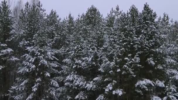 在冬季的雪地里 空中视频显示了在森林中升起无人驾驶飞机的情景 雪地的树梢和灰蒙蒙的天空 成熟的冰和覆盖着树木的角质霜冻 自然背景 — 图库视频影像