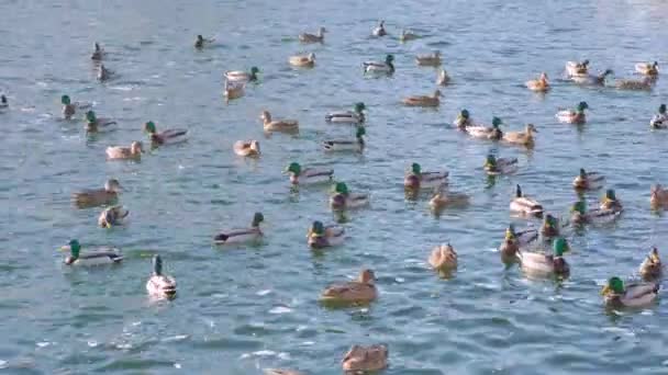 緑色の頭と茶色の女性のアヒルがたくさん水の中で泳ぐ 冬の時間に湖や川のアヒル アヒルへの餌やりアヒルへの餌やりピンクの芝生 — ストック動画