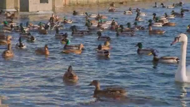 Hermosos Cisnes Con Patos Flotando Agua Invierno Aves Ciudad Alimentación — Vídeo de stock