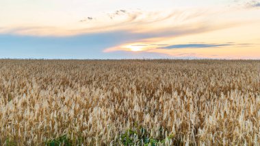 Altın çavdar günbatımında panorama uçuşu yaptı. Kırsal kesimde. Tarım konsepti. Doğa arkaplanı.