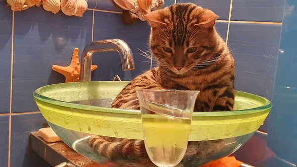 Fiatal Bengáli Macska Üvegben Pezsgőt Iszik Borosüvegből Vicces Háttér Állattéma — Stock Fotó