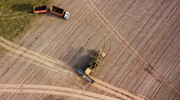 Şeker Pancarı Tarlasında Traktör Yük Vagonunun Üst Görüntüsü Hava Görüntüsü — Stok fotoğraf
