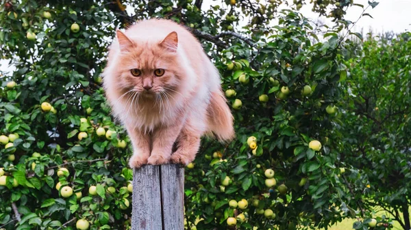 大きな生姜の国内猫の柵の上を歩く 動物の概念 動物のテーマ — ストック写真