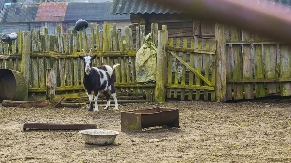 Cabra Para Mira Patio Casa Concepto Rural Tema Animal —  Fotos de Stock