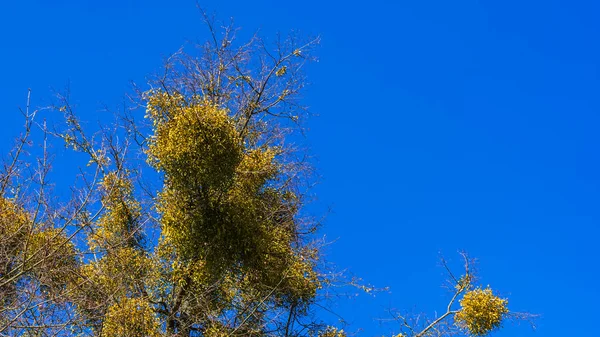 Mistletoe Bare Branches Tree Bright Blue Sky Backdrop Spring Sunny — Stock Photo, Image