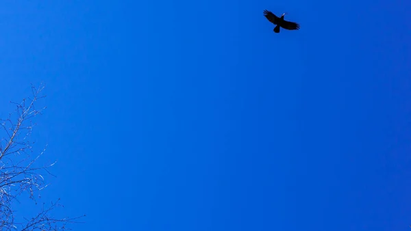 Klasik Mavi Gökyüzü Arka Planında Kuş Silueti Ağaç Dalının Görüntüsü — Stok fotoğraf