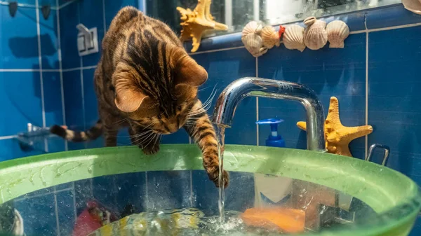 Jonge Bengaalse Kat Zit Naast Het Glas Slink Spelen Met — Stockfoto