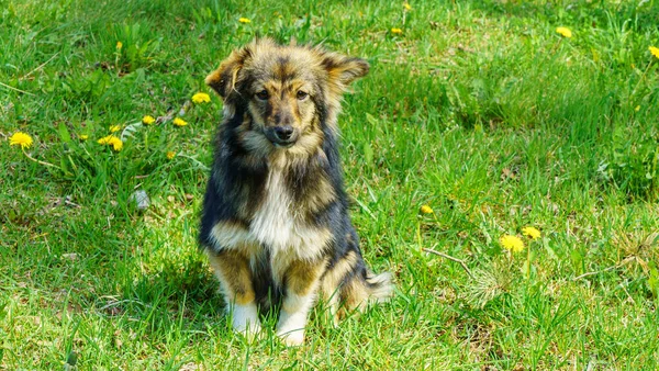 Vrolijke Actieve Hond Buiten Het Gras Een Zonnige Zomerdag Huisdier — Stockfoto