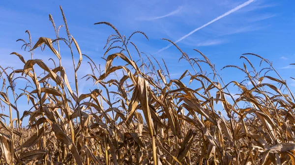 Getrocknete Halme Von Futtermais Vor Klassischem Blauem Himmel Landwirtschaftskonzept Hintergrund — Stockfoto