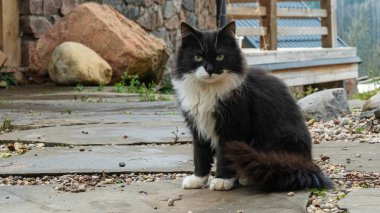 Büyük siyah evcil kedi sokakta oturuyor. Hayvan konsepti. Hayvan teması.