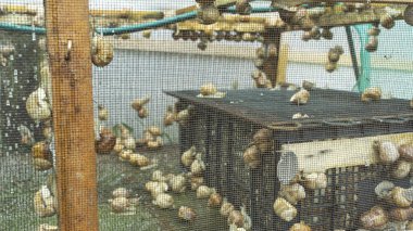 Helix Aspersa Muller, Maxima Salyangoz, Organik Çiftlik, Salyangoz Çiftliği, Salyangoz Üretimi. Salyangoz Çiftliği. Kahverengi kabuklu yumuşakça salyangozlar.