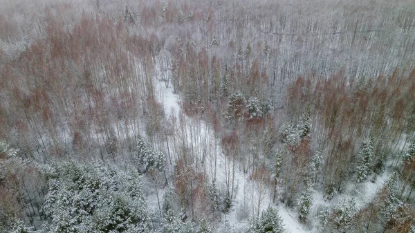 Der Winterwald Ist Mit Neuschnee Vor Dramatischem Himmel Bedeckt Eine — Stockfoto