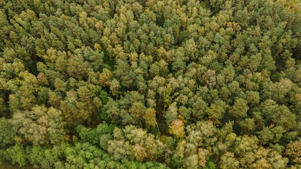 Драматический Выстрел Красивого Леса Пышной Растительностью Природа — стоковое фото
