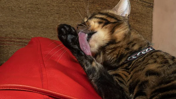 Vacker Katt Slickar Sig Hemma Den Bengaliska Katten Tvättar Sig — Stockfoto