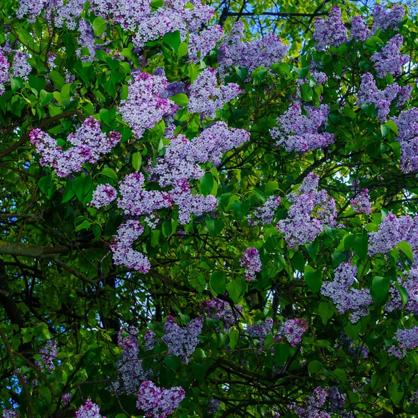 Flores Lila Púrpura Con Espacio Para Copiar Arbusto Floreciente Lilas — Foto de Stock