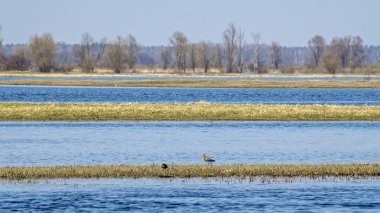 Sakin bir nehirde, ilkbaharda kuşlarla güneşli bir gün. Sakin ekoloji ortamının güzelliği. Doğa arkaplanı.