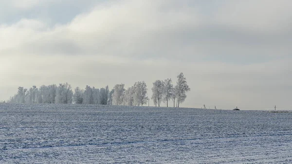 Piękne Drzewa Zimowym Krajobrazie Śniegu Dramatycznym Tle Nieba Mrożone Drzewa — Zdjęcie stockowe