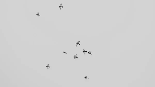 Vue Noir Blanc Pigeons Volant Dans Ciel Groupes Troupeau Pigeons — Photo