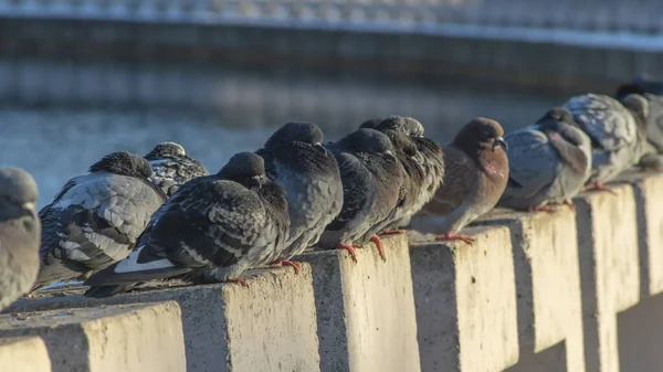 Güvercinler Şehrin Güneşli Bir Kış Gününde Nehir Kenarındaki Beton Bir — Stok fotoğraf