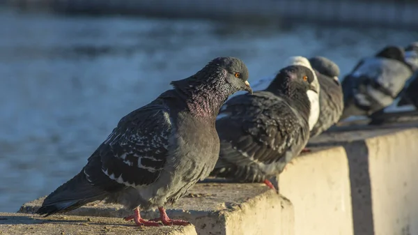 Pigeons Sit Row Concrete Fence River Embankment Sunny Winter Day — Stock Photo, Image